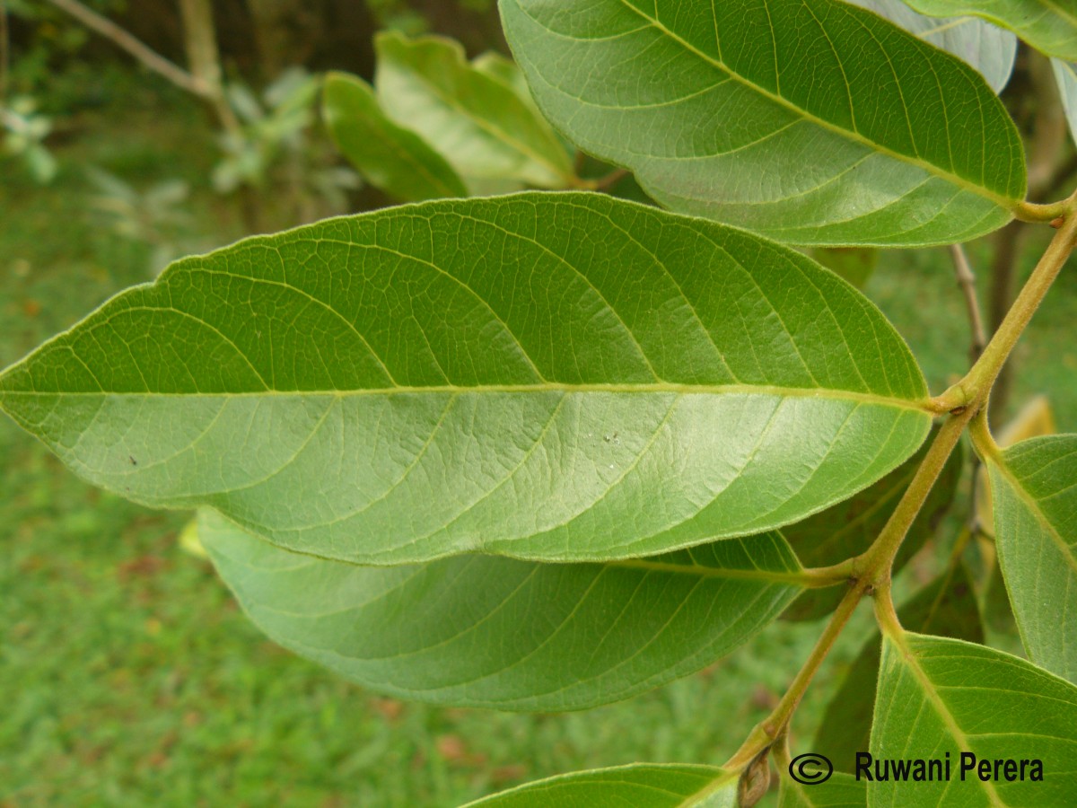 Psidium guineense Sw.